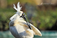 royal spoonbill 5194