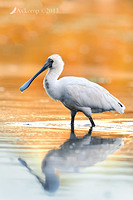 royal spoonbill 6446