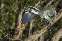 royal spoonbill 6644