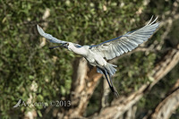 royal spoonbill 6645