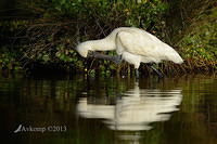 royal spoonbill 6652