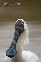 royal spoonbill 9663