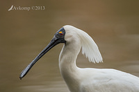 royal spoonbill 9667