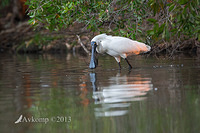 royal spoonbill 9670