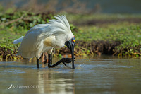 royal spoonbill 9832