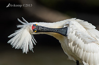 royal spoonbill 9845