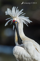 royal spoonbill 9858