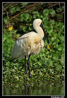 royal spoonbill3733