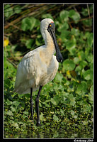 royal spoonbill3734