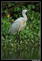 royal spoonbill3735