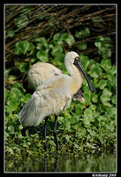 royal spoonbill3736