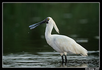 royal spoonbill3742