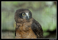 rufous owl 1621