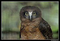 rufous owl 1622