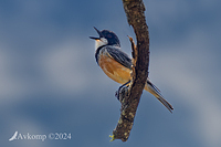 rufous whistler 10966