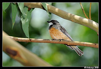 rufous whistler 3280