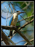 sacred kingfisher 1