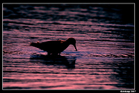 sandpiper silhouette