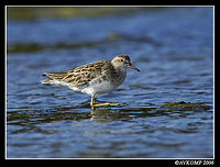 sandpipers3