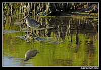 sandpipers7