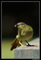 satin bower bird 0139