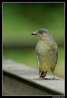 satin bower bird 1573