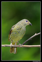 satin bower bird 1576