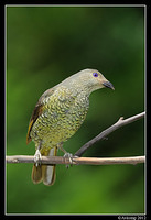 satin bower bird 1577