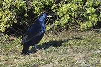 satin bower bird 4129