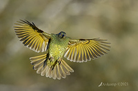 satin bower bird 5960