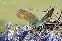 satin bower bird 6017