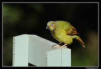 satin bowerbird 0294