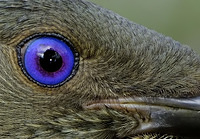 satin bowerbird 2411 eye detail 100 ns