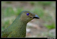 satin bowerbird 2411