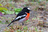 scarlet robin 11318