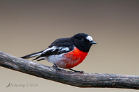 scarlet robin 11319