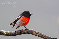 scarlet robin 11324