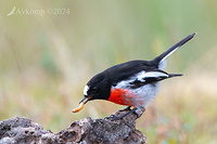 scarlet robin 11445