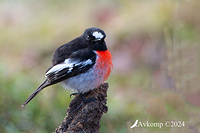 scarlet robin 11452