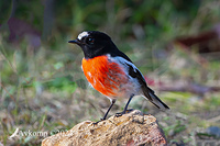 scarlet robin 11346