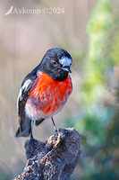 scarlet robin 11464