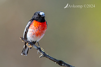 scarlet robin 11491