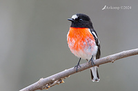 scarlet robin 11603