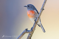 scarlet robin 12726
