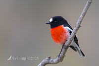 scarlet robin 12820