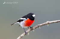 scarlet robin 12856