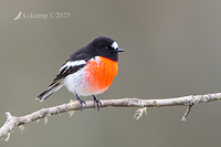 scarlet robin 12862