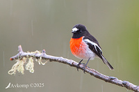 scarlet robin 12870