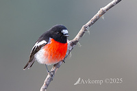 scarlet robin 12968