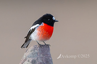 scarlet robin 12969